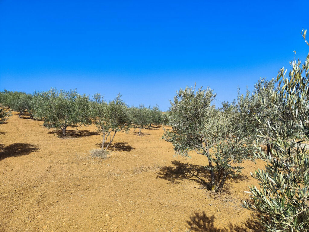 Land Coín Málaga - image 2