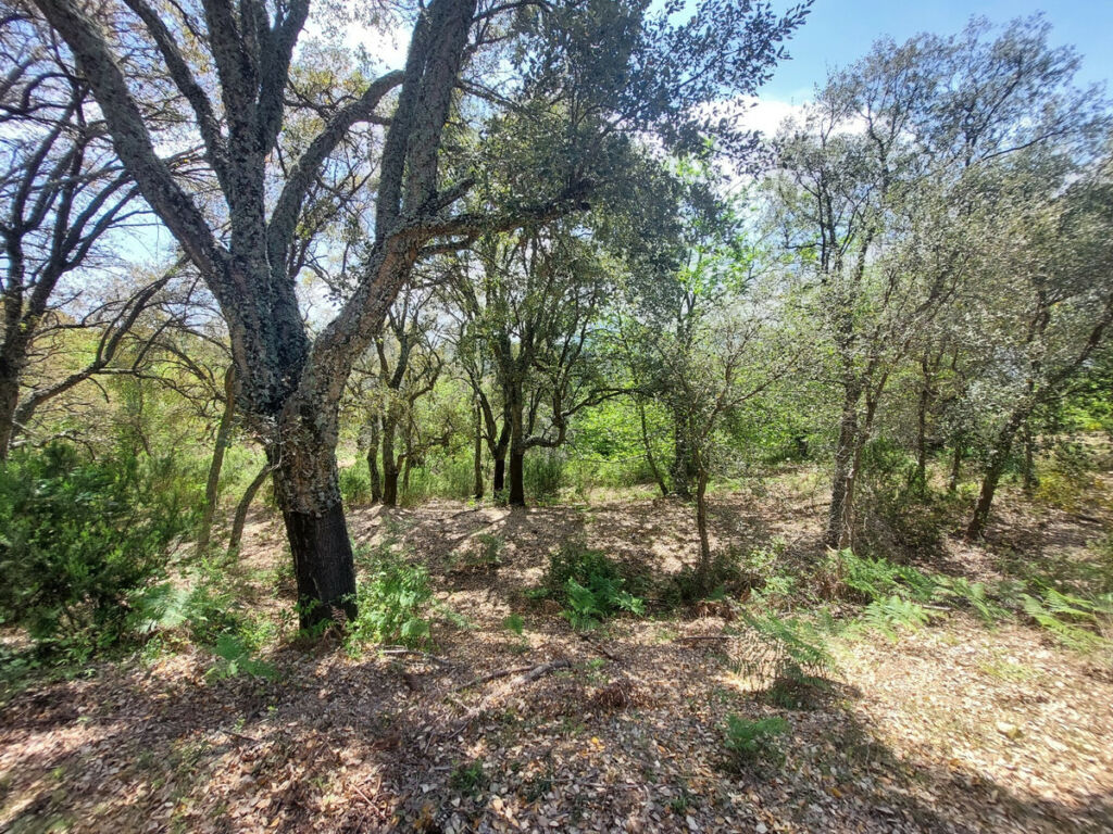 Land Gaucín Málaga - image 11
