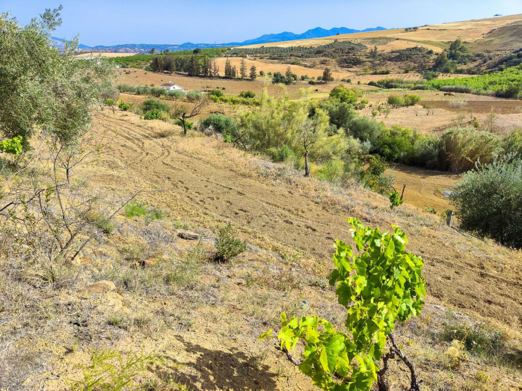 Land Coín Málaga - image 14