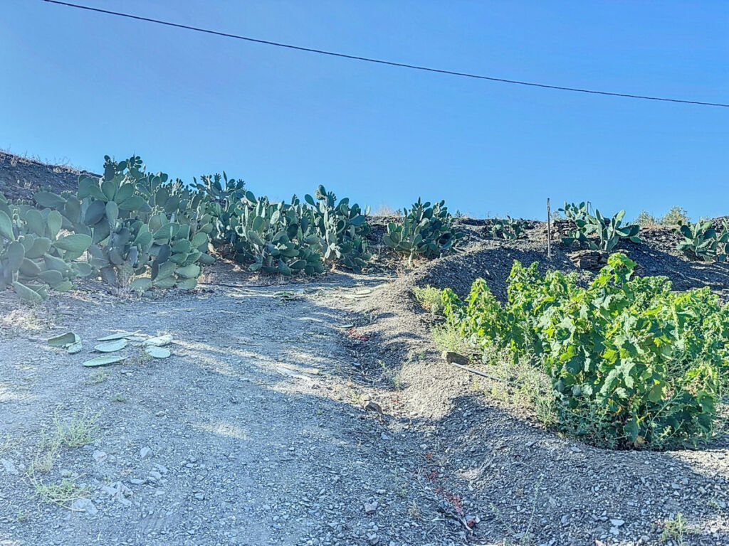 Finca - Cortijo Benamargosa Málaga - image 17