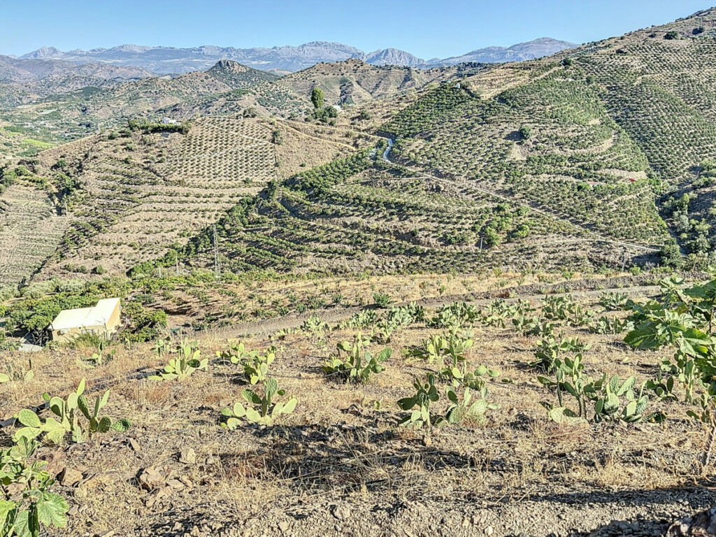 Finca - Cortijo Benamargosa Málaga - image 18