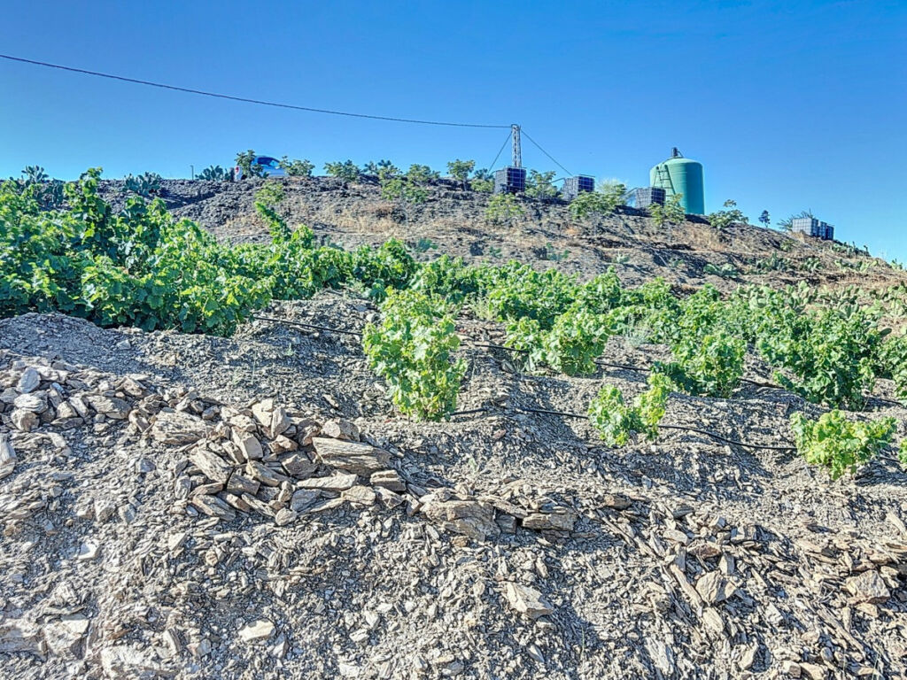 Finca - Cortijo Benamargosa Málaga - image 19