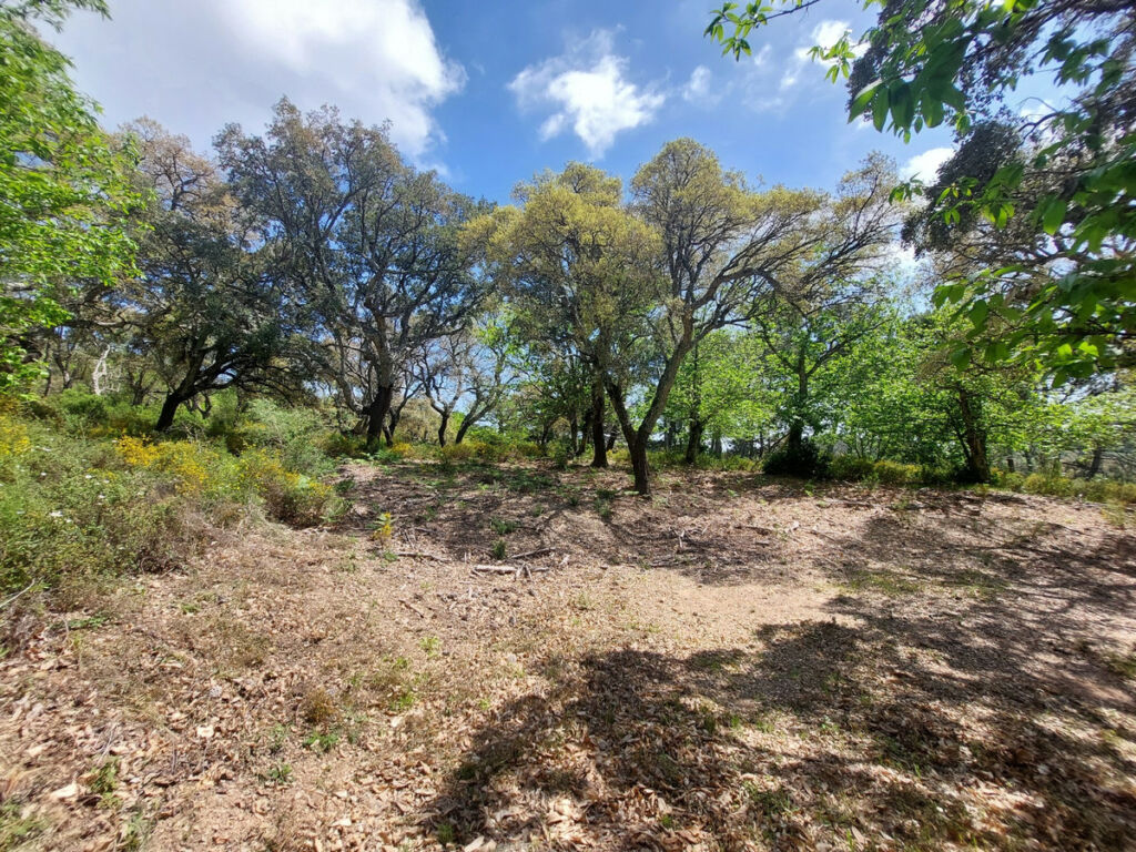 Land Gaucín Málaga - image 19