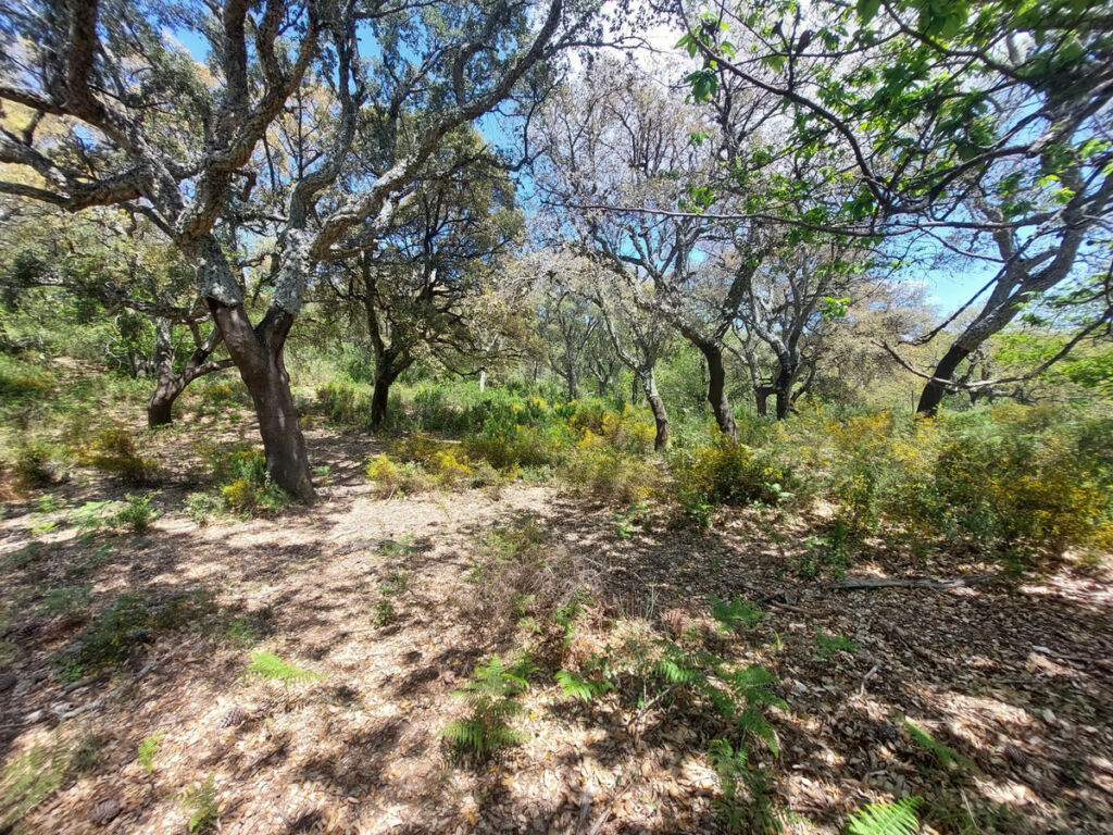 Land Gaucín Málaga - image 20