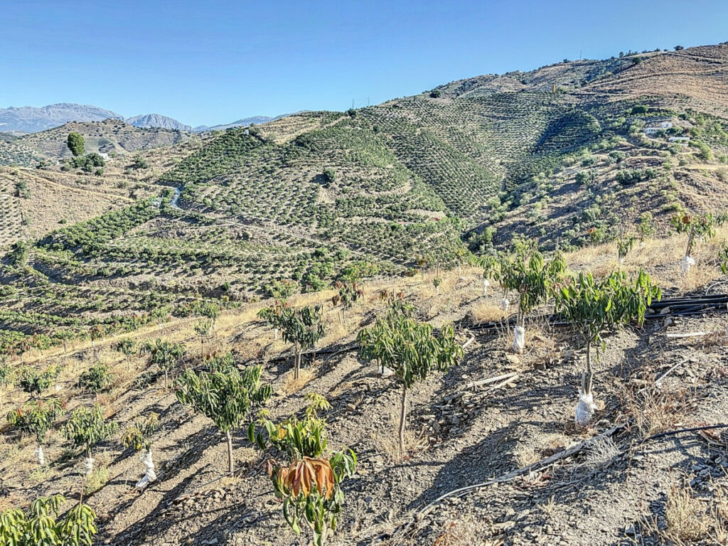 Finca - Cortijo Benamargosa Málaga - image 23