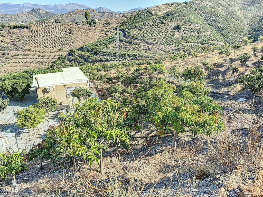 Finca - Cortijo Benamargosa Málaga - image 25