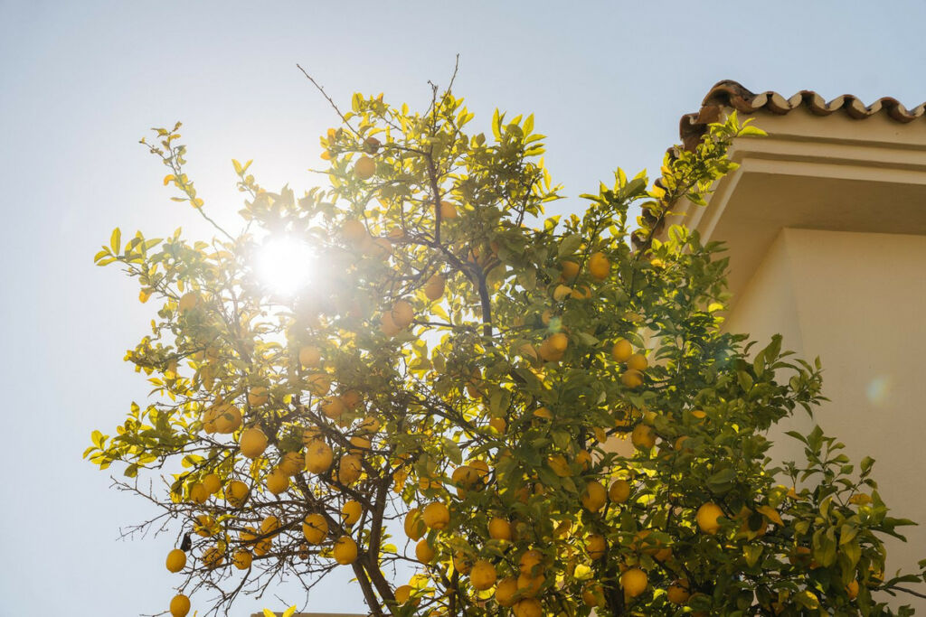 Detached Villa Marbella Málaga - image 29
