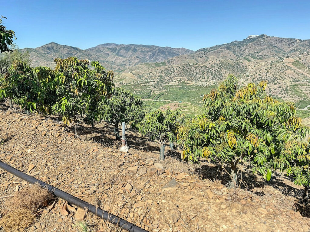 Finca - Cortijo Benamargosa Málaga - image 48