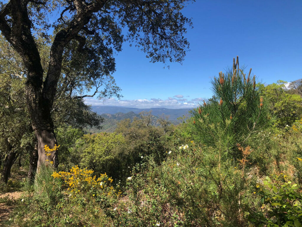 Land Gaucín Málaga - image 5