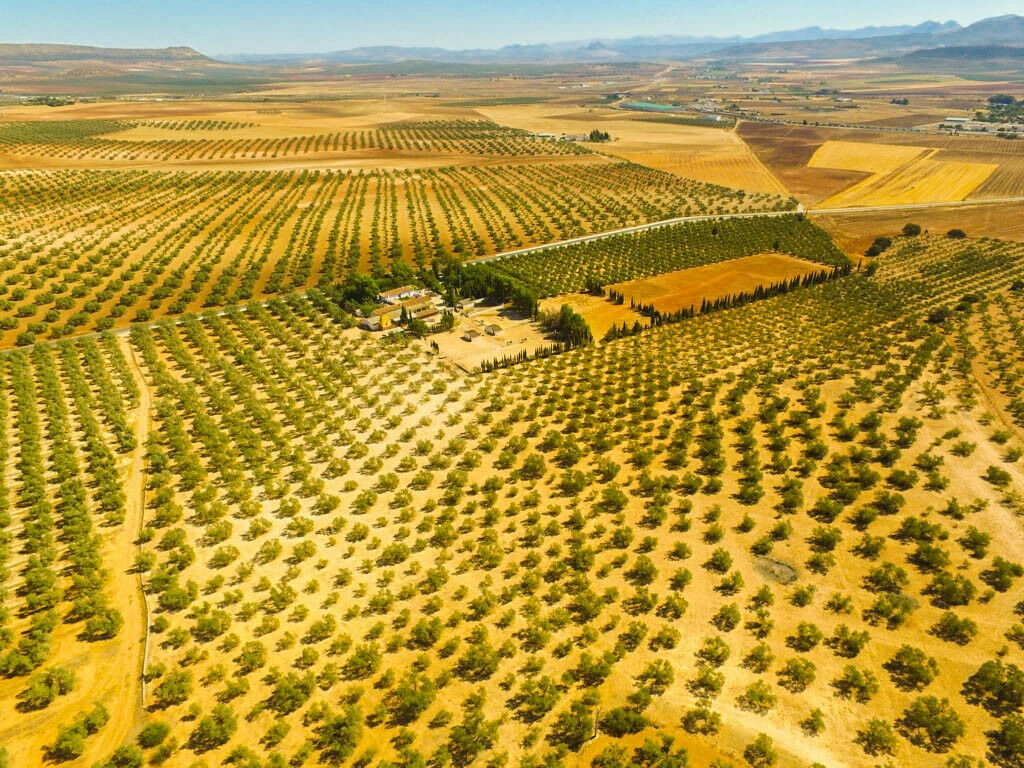 Finca - Cortijo Antequera Málaga - image 5