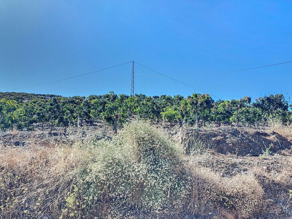 Finca - Cortijo Benamargosa Málaga - image 6