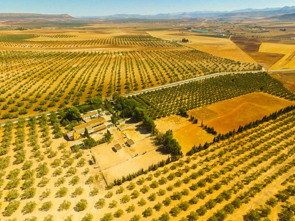 Finca - Cortijo Antequera Málaga - image 6