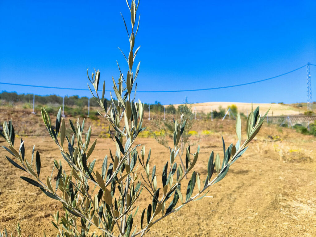 Land Coín Málaga - image 8