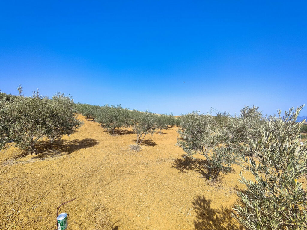 Land Coín Málaga - image 9