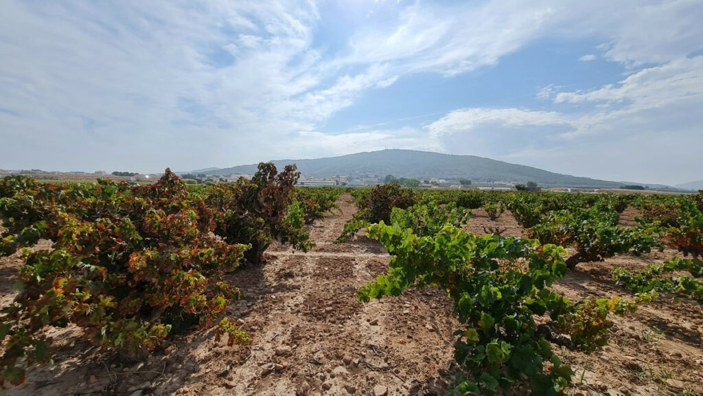 Land Pinoso Alicante - image 10