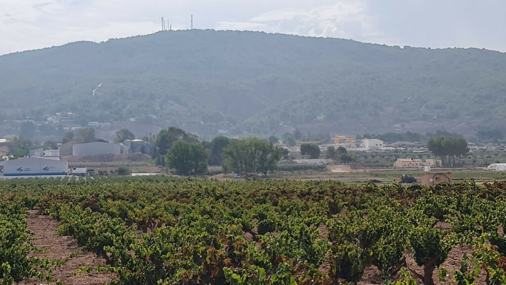 Land Pinoso Alicante - image 11