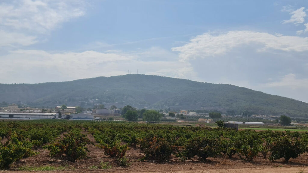 Land Pinoso Alicante - image 12