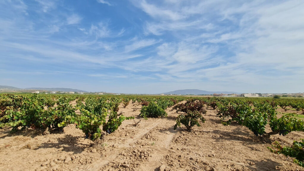 Land Pinoso Alicante - image 13