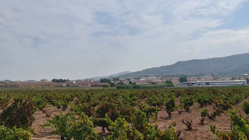 Land Pinoso Alicante - image 14