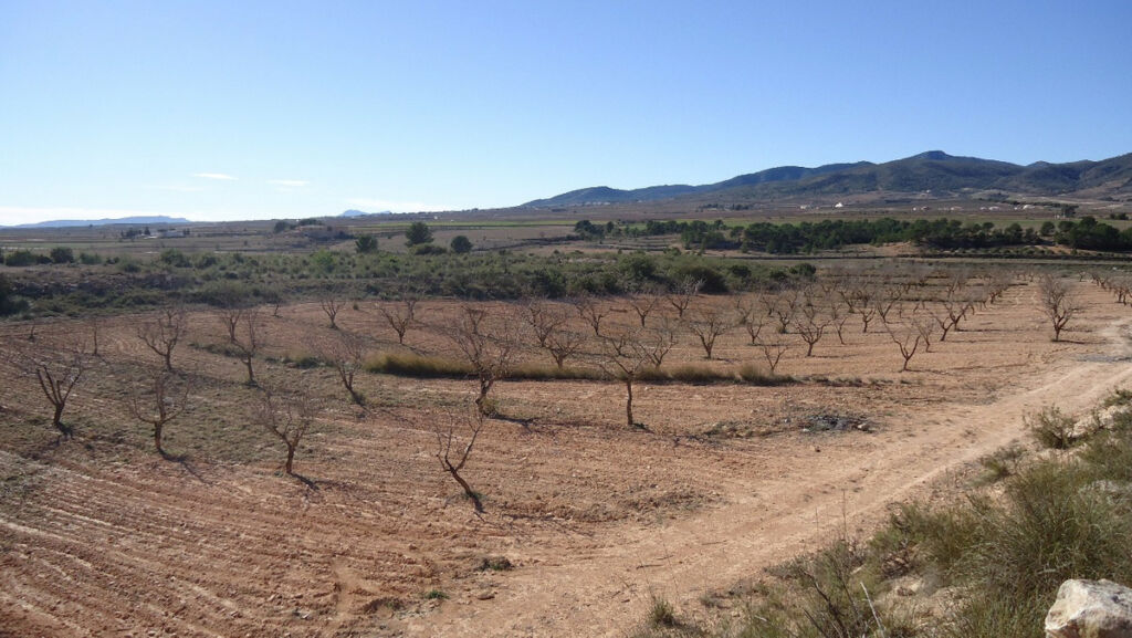Land Yecla Murcia - image 17