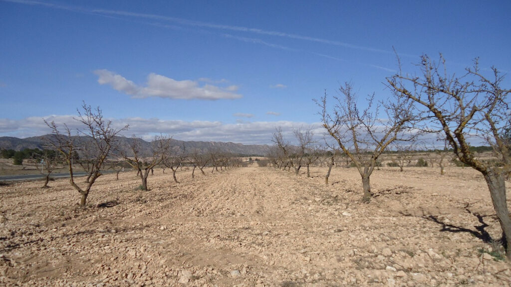 Land Yecla Murcia - image 18