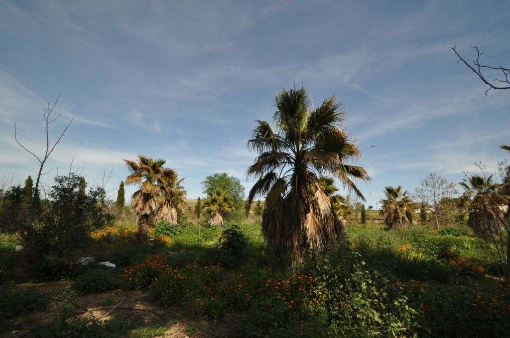 Finca - Cortijo Yecla Murcia - image 19