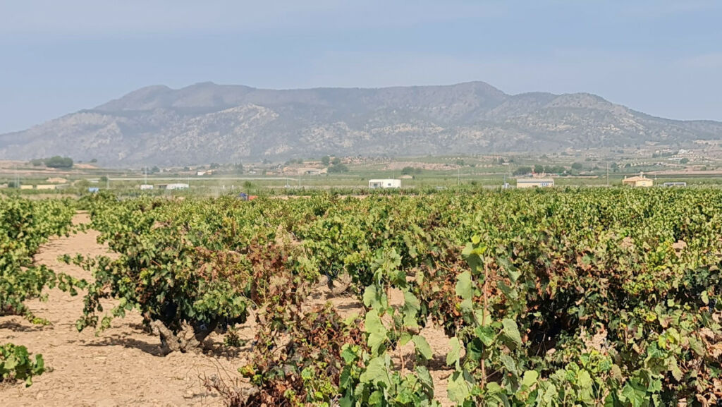 Land Pinoso Alicante - image 2