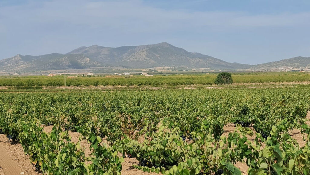 Land Pinoso Alicante - image 2