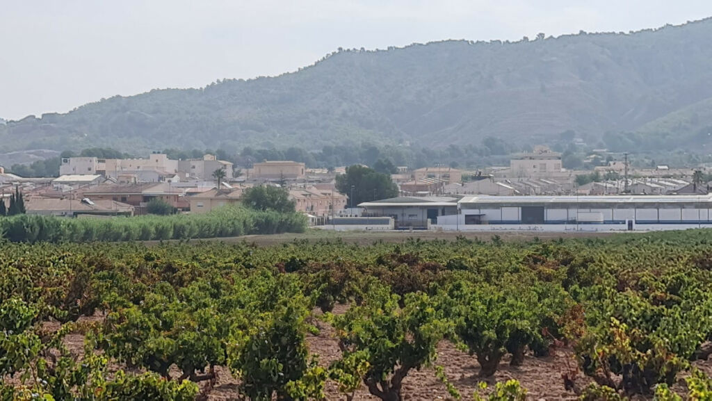 Land Pinoso Alicante - image 3