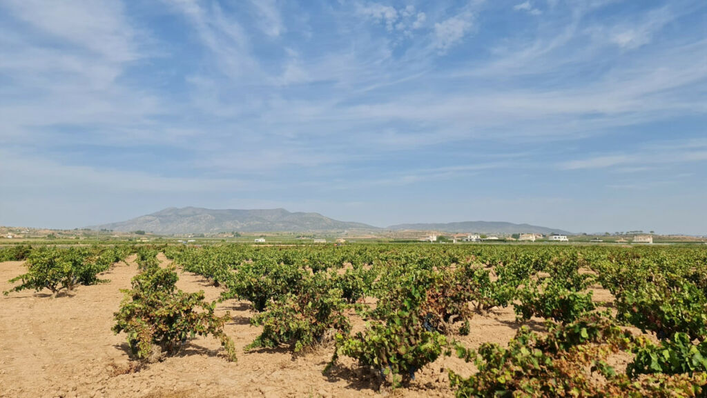 Land Pinoso Alicante - image 4