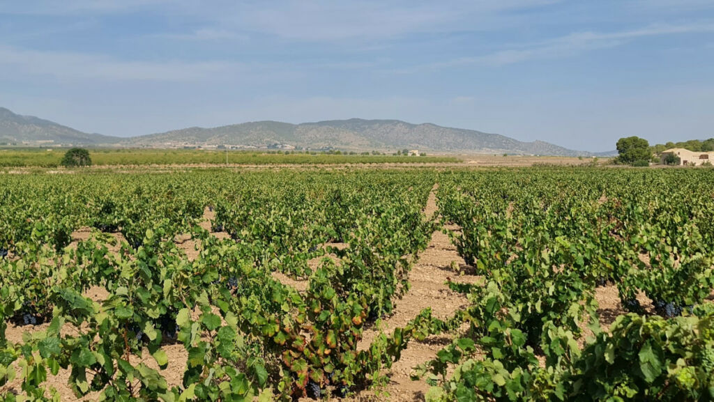 Land Pinoso Alicante - image 5