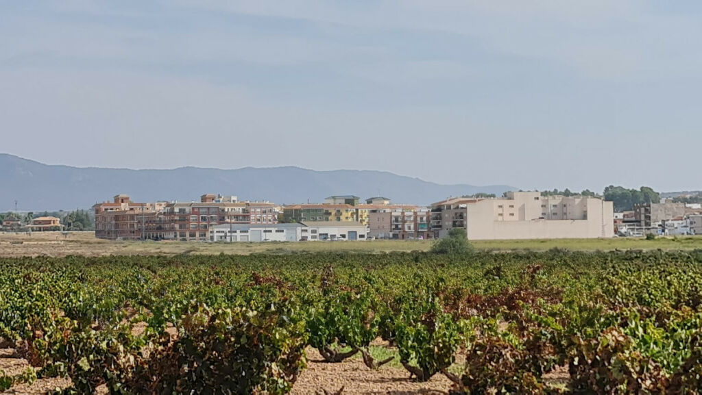 Land Pinoso Alicante - image 5