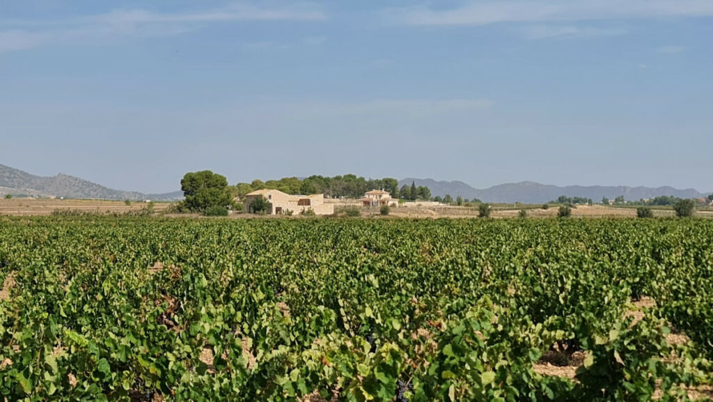 Land Pinoso Alicante - image 6