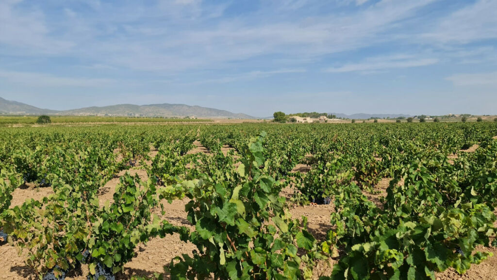Land Pinoso Alicante - image 7