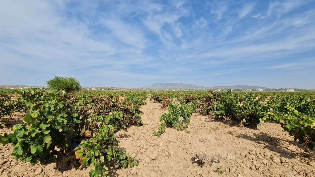 Land Pinoso Alicante - image 7