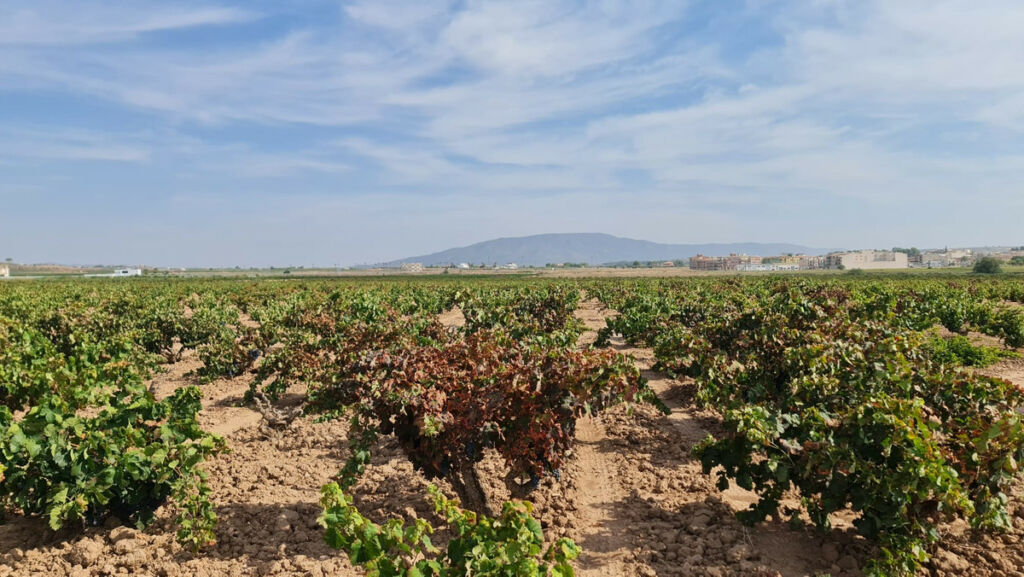 Land Pinoso Alicante - image 8