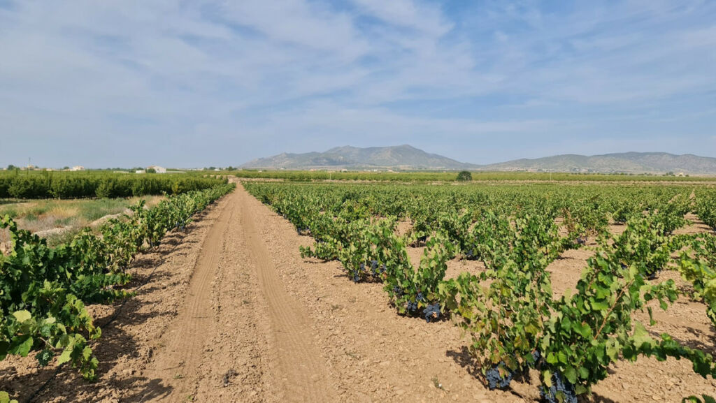 Land Pinoso Alicante - image 8