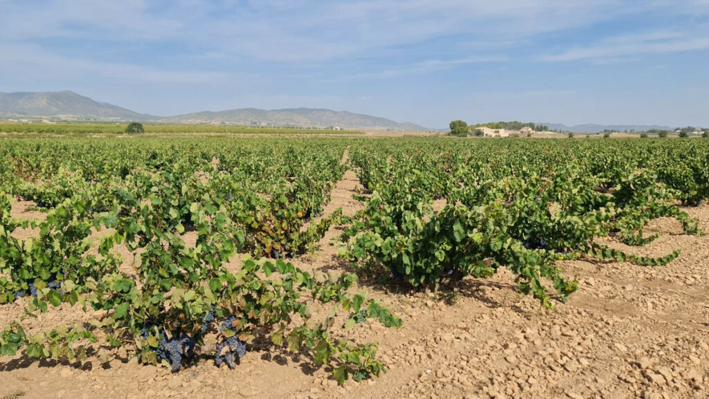 Land Pinoso Alicante - image 9