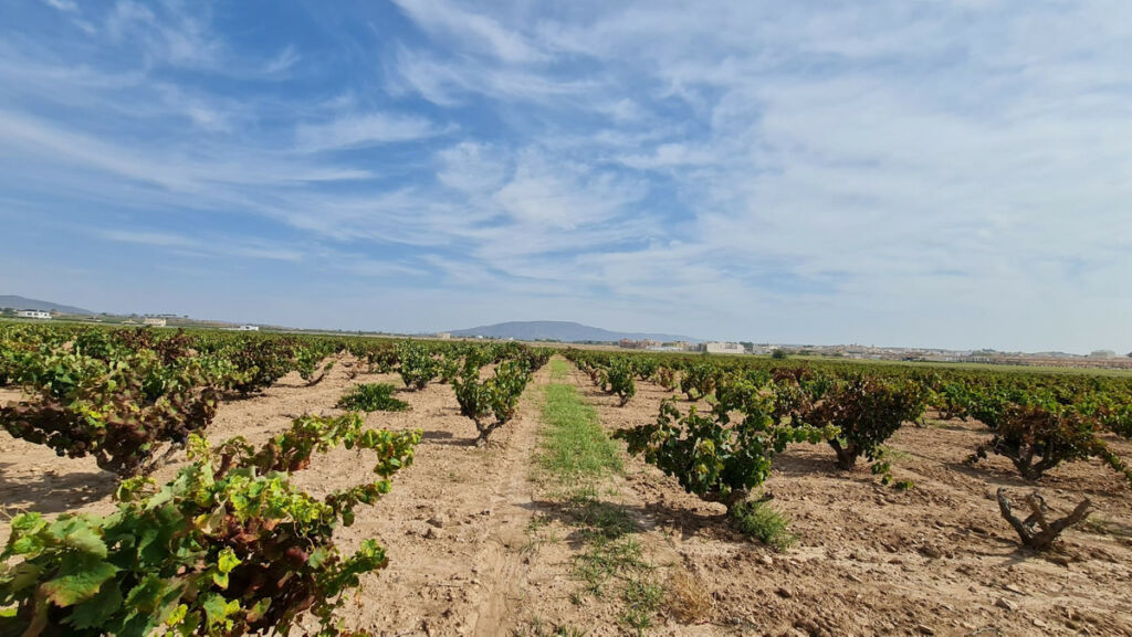 Land Pinoso Alicante - image 9