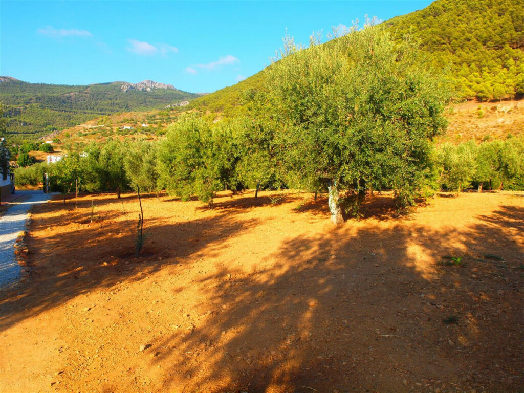 Finca - Cortijo Alcaucín Málaga - image 10