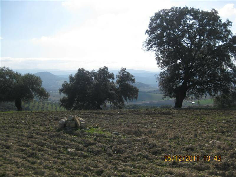 Finca - Cortijo Arcos de la Frontera Cádiz - image 10