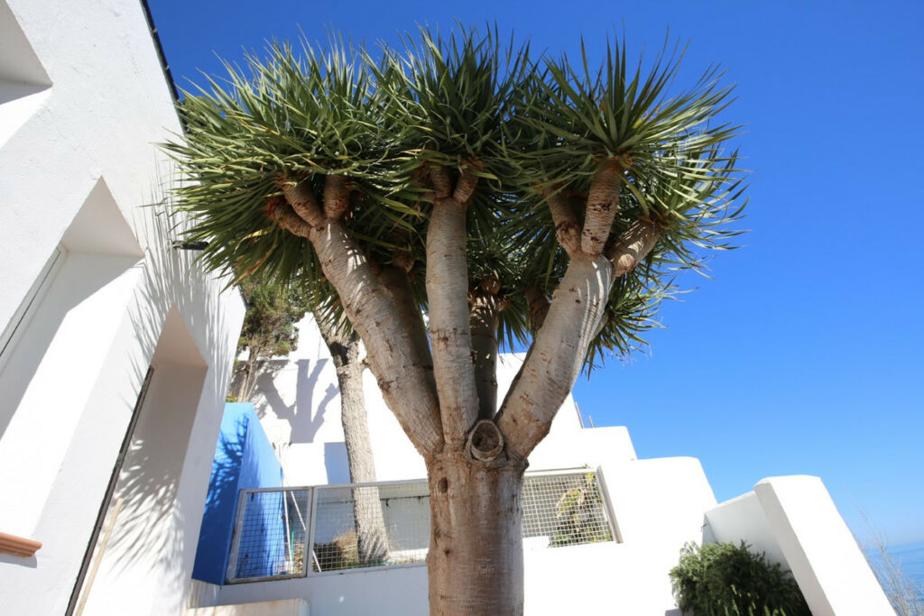 Detached Villa Rincón de la Victoria Málaga - image 11