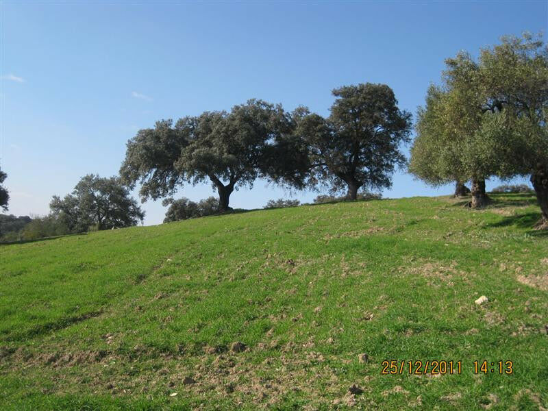 Finca - Cortijo Arcos de la Frontera Cádiz - image 11