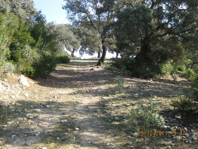 Finca - Cortijo Arcos de la Frontera Cádiz - image 13