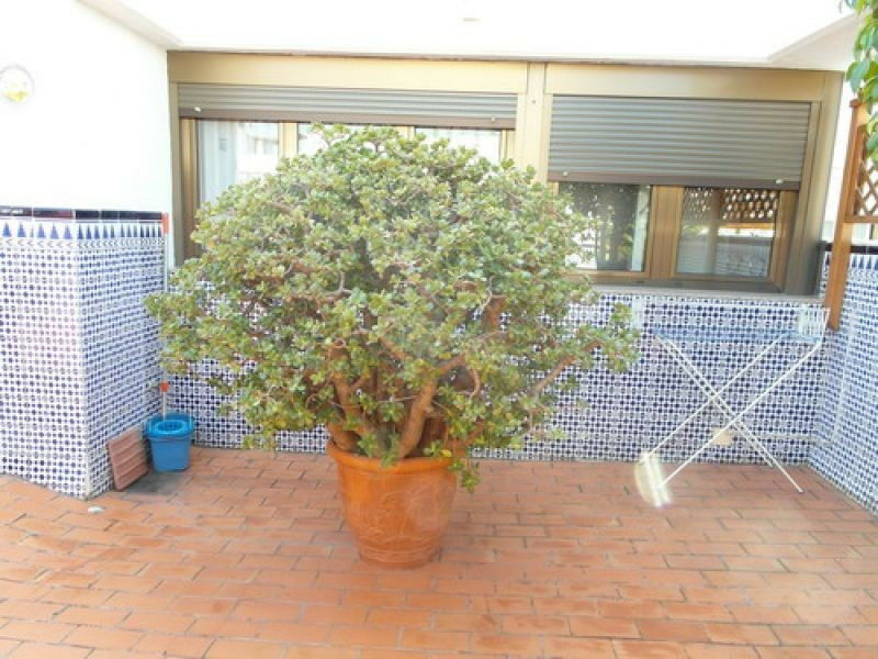 Middle Floor Apartment Torre del Mar Málaga - Bild 14