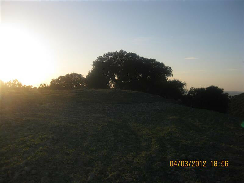 Finca - Cortijo Arcos de la Frontera Cádiz - image 14