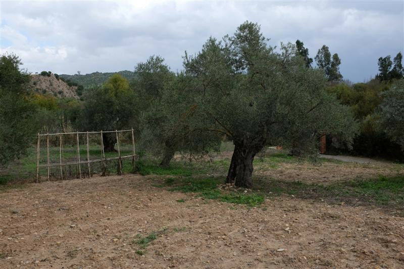 Finca - Cortijo Algodonales Cádiz - image 16