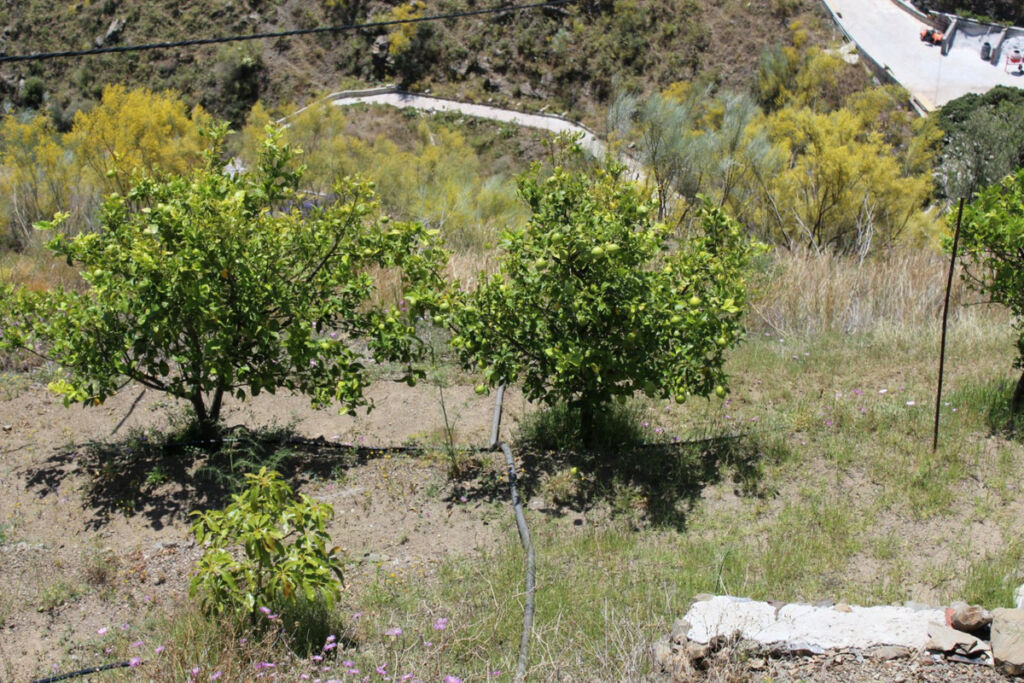 Detached Villa Arenas Málaga - image 18