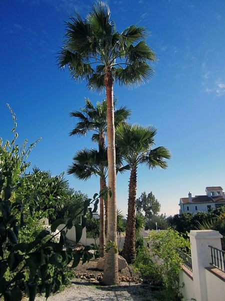 Detached Villa Frigiliana Málaga - image 18