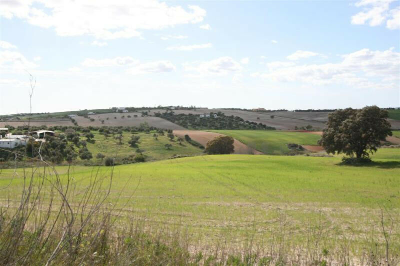 Finca - Cortijo Arcos de la Frontera Cádiz - image 18